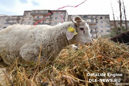 Qurban bayramı ilə əlaqədar onlayn satış yarmarkası təşkil olunacaq - SİYAHI