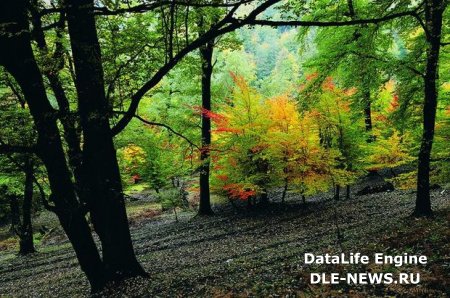 Milli parkların ödənişli olması qanunla tənzimlənir - AÇIQLAMA