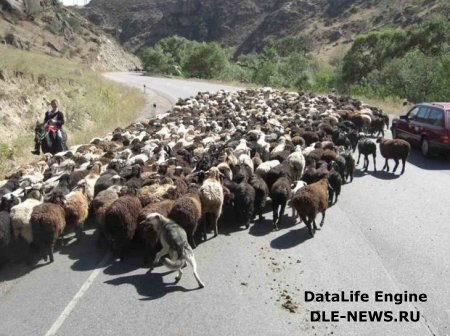 Şəkidə motosiklet qoyun sürüsünə çırpıldı, iki nəfər yaralandı