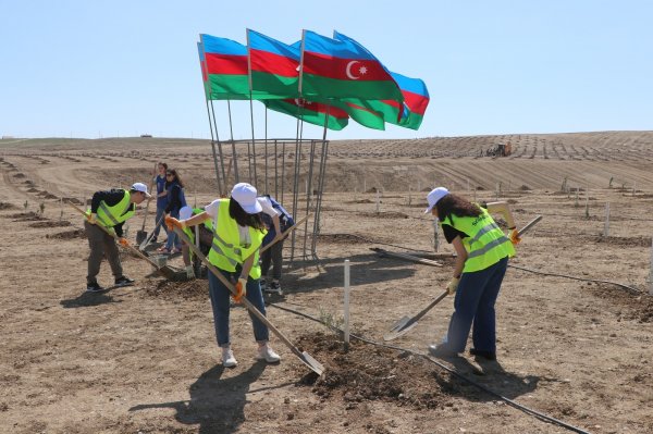 BME – Schindler” şirkəti ağacəkmə aksiyası keçirdi